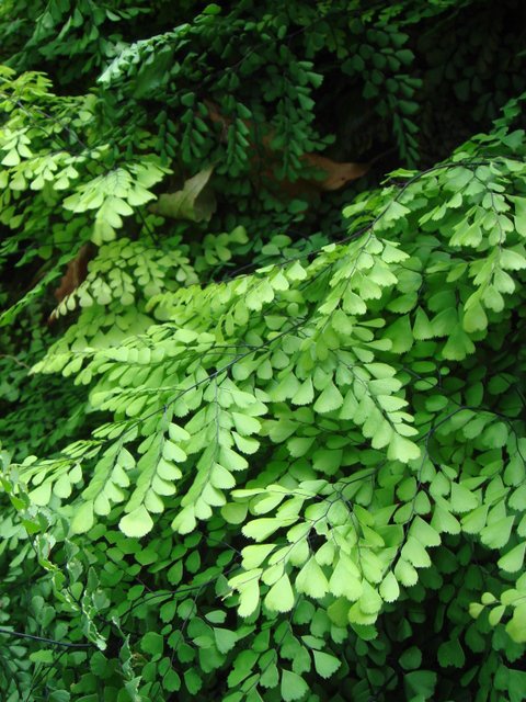 Adianthum venustum feuille